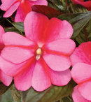 NEW GUINEA IMPATIENS - SONIC SWEET PURPLE