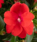 NEW GUINEA IMPATIENS - PRIME RED