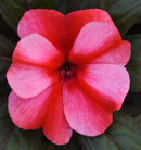 NEW GUINEA IMPATIENS - WHITE RED FLAME