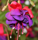 FUSCHIA - UPRIGHT VOODOO