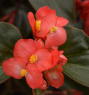 BEGONIA DRAGON WING - RED BRONZE LEAF