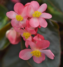 BEGONIA DRAGON WING - PINK BRONZE LEAF
