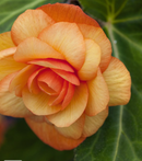 BEGONIA ILLUMINATION - APRICOT SHADES