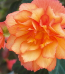BEGONIA ILLUMINATION - GOLDEN PICOTEE