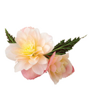 BEGONIA I'CONIA - LEMONBERRY
