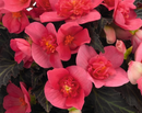 BEGONIA I'CONIA - FIRST KISS HOT PINK