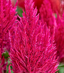 CELOSIA - NEON PINK
