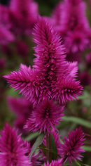 CELOSIA - ROCKET PURPLE
