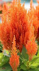 CELOSIA - FIRE ORANGE
