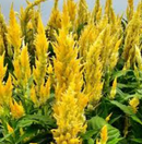 CELOSIA - FIRE YELLOW