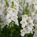 DIASCIA - UPRIGHT WHITE