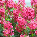 DIASCIA - UPRIGHT PINK