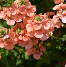 DIASCIA - UPRIGHT PEACH