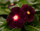 VINCA - BLACKBERRY