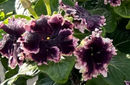 VINCA - PLUM VELVET