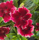 VINCA - SALSA RED