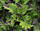 COLEUS - MAIN STREET RODEO DRIVE