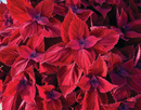 COLEUS - MAIN STREET BEALE ST