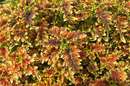 COLEUS - UNDER THE SEA COPPER