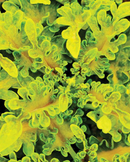 COLEUS - UNDER THE SEA GUPPY