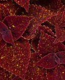 COLEUS - MOONDUST
