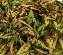 COLEUS - DOWNTOWN GREENVILLE