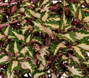 COLEUS - MIAMI MAGIC