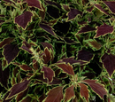 COLEUS - NASHVILLE