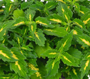 COLEUS - PORT FAIRY