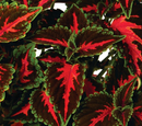COLEUS - FRANKLIN STREET