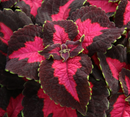 COLEUS - FLASHBULB
