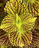COLEUS - SOLAR FIRE