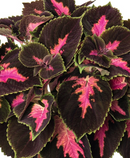 COLEUS - FIFTH AVENUE