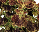 COLEUS - VENICE BLVD