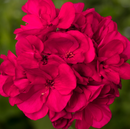 5 1/2" GERANIUM - CRANBERRY SPLASH