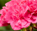 5 1/2" GERANIUM - CALLIOPE PINK LARGE