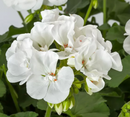 5 1/2" GERANIUM - CALLIOPE MED WHITE
