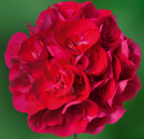5 1/2" GERANIUM - CALLIOPE MED HOT ROSE