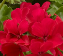 5 1/2" GERANIUM - CALIENTE DEEP RED