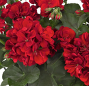 5 1/2" GERANIUM - GREAT BALLS OF FIRE DARK RED