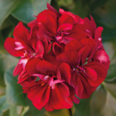5 1/2" GERANIUM - GREAT BALLS OF FIRE MERLOT