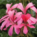 5 1/2" GERANIUM - CASCADE SOFIE