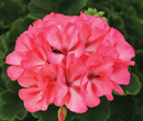 5 1/2" GERANIUM - BIG EEZE FOXY FLAMINGO
