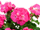 5 1/2" GERANIUM - BIG EEZE PINK PANTHER