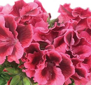 5 1/2" GERANIUM - KATE