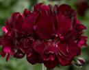 5 1/2" GERANIUM - BURGUNDY