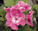 5 1/2" GERANIUM - CHERRY BLUSH