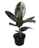 FICUS - BURGUNDY CLUMP