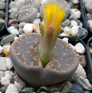 LITHOPS - LIVING STONES