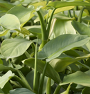 PHILODENDRON - GREY SILVERSWORD